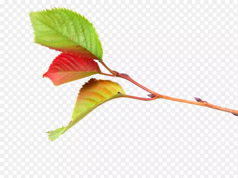 ��Ƭ֦Ҷ-������