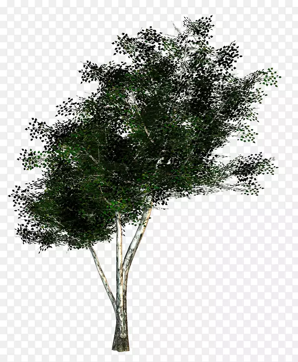 ����������֦��ľ��ֲ��-��֦-������