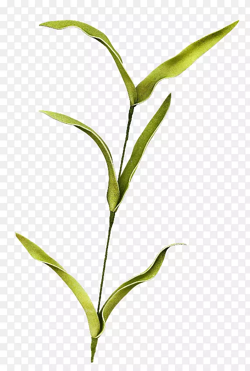 Ҷֲ�ﾥ�μ�֦����-С֦-������