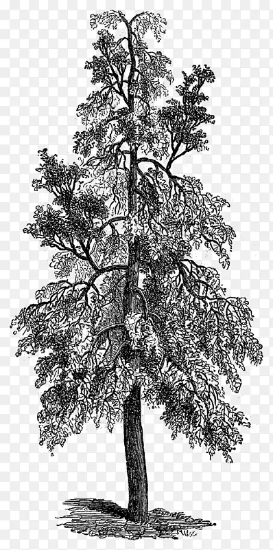 �ֻ����-������