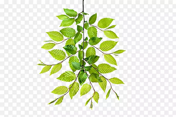 ����ɫ���Ƶ���֦-������