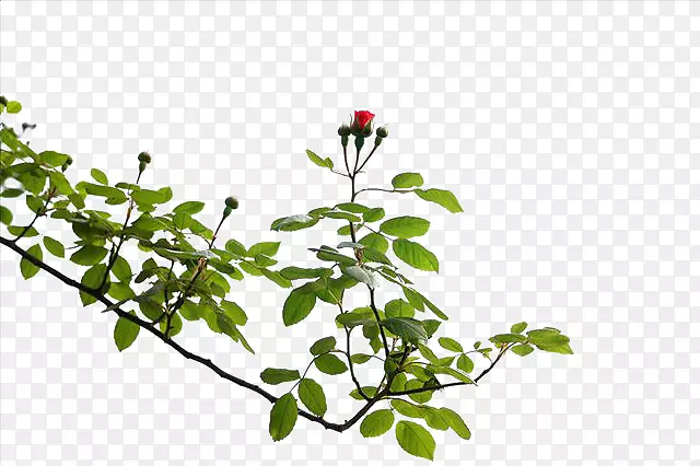 С�컨���Ƶ���֦-������