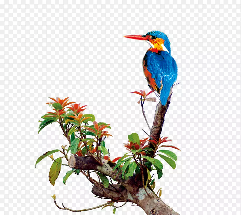 ��ͨ��֦ϲȵ-������