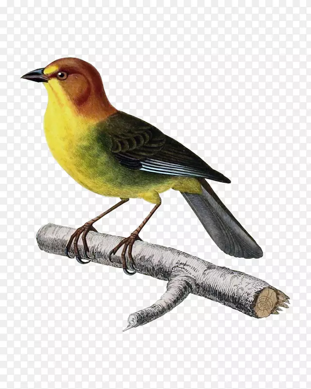 �ֻ��й��绨�����-������