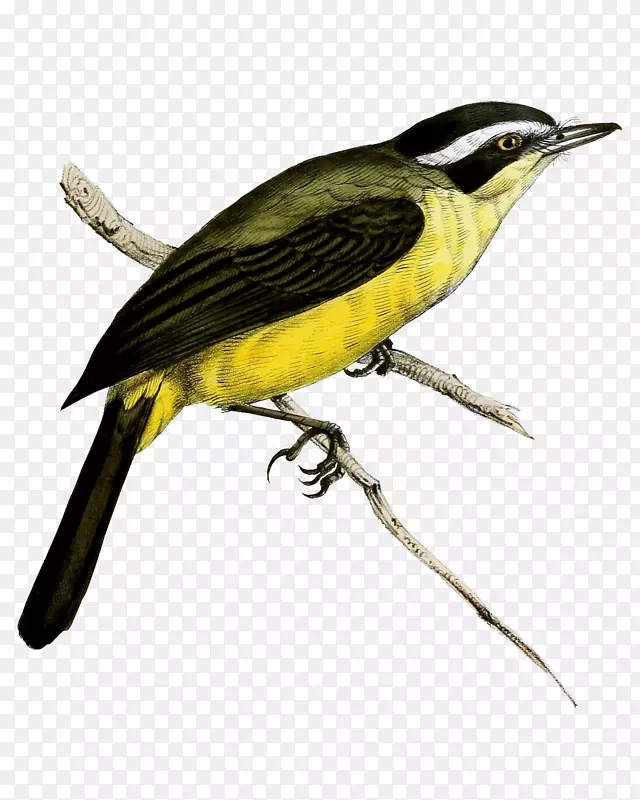 ��ͨ�ֻ�վ����֦�ϵ�С��-������