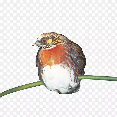 ��֦�ϵ�����ֻ�-������