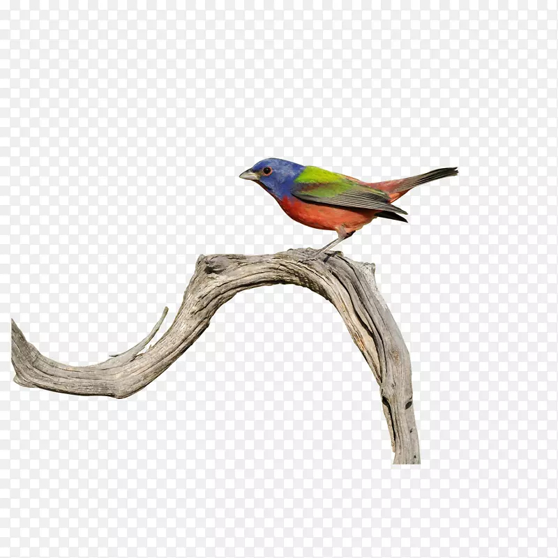 �ֻ�վ����֦�ϵ������-������