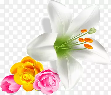 ��ɫ�İٺϻ�-������