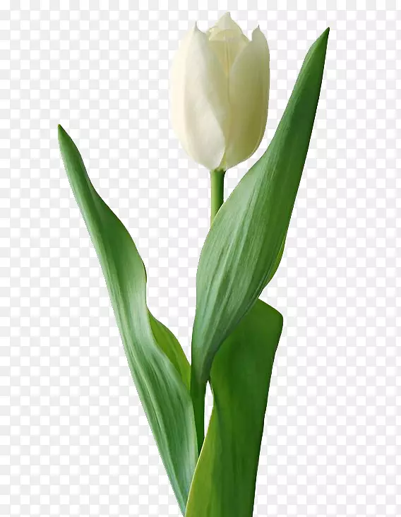 ��ɫ�Ļ�-������