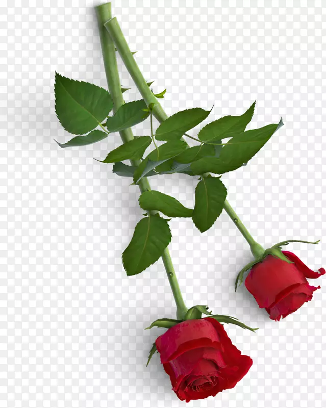 ��ɫ��Ҷõ�廨��Ʒʵ��-������