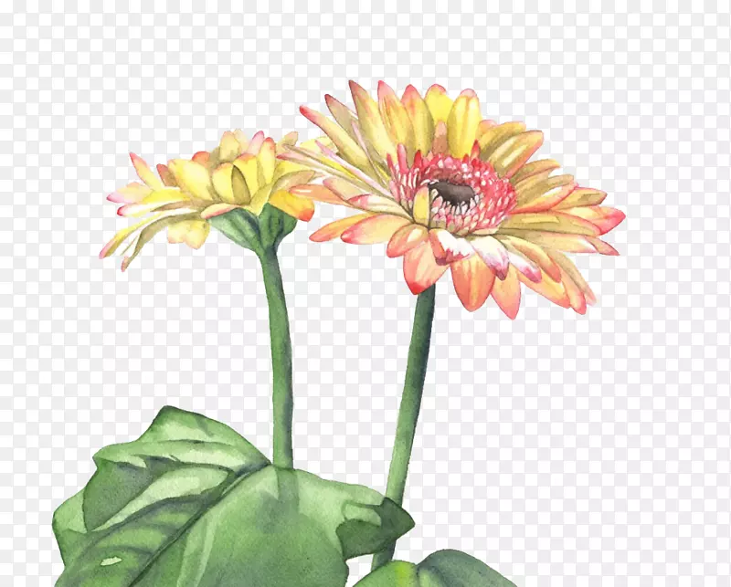 �ֻ�ˮ��ֲ�ﻨ��-������