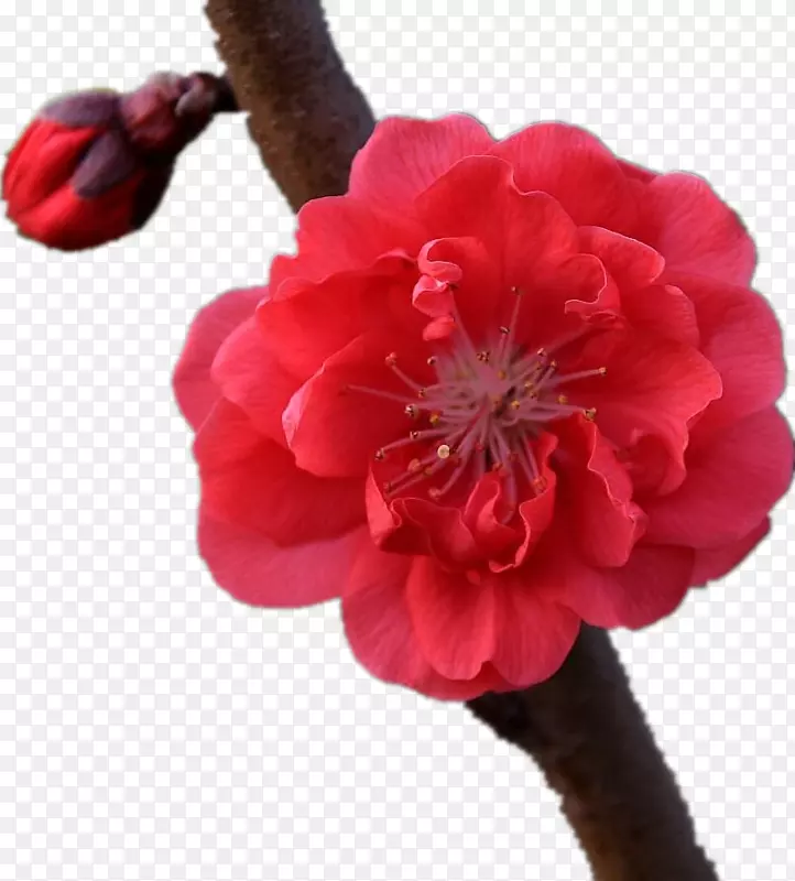 �ۺ�ɫ�һ�-������