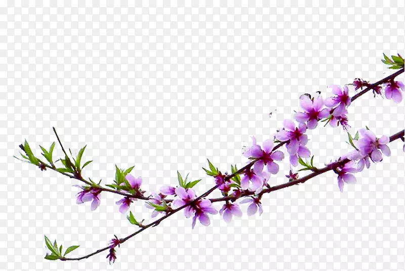 ʵ�ﴺ���һ���֦-������