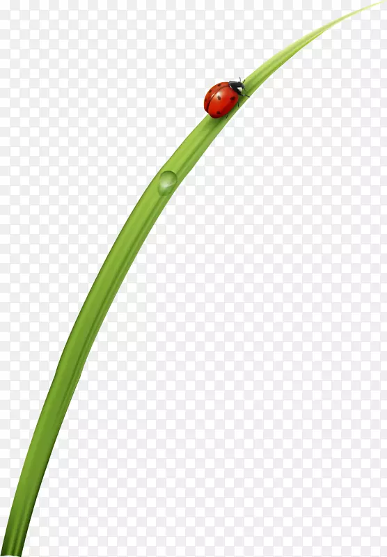 ��ɫ��ԼС��ư��-������