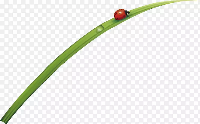 Ҷ��-������