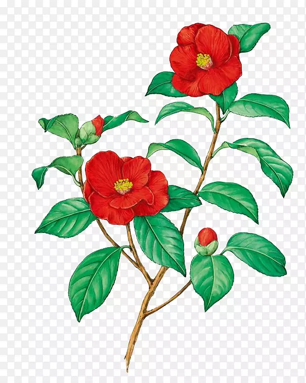 ɽ�軨��֦�ز�-������