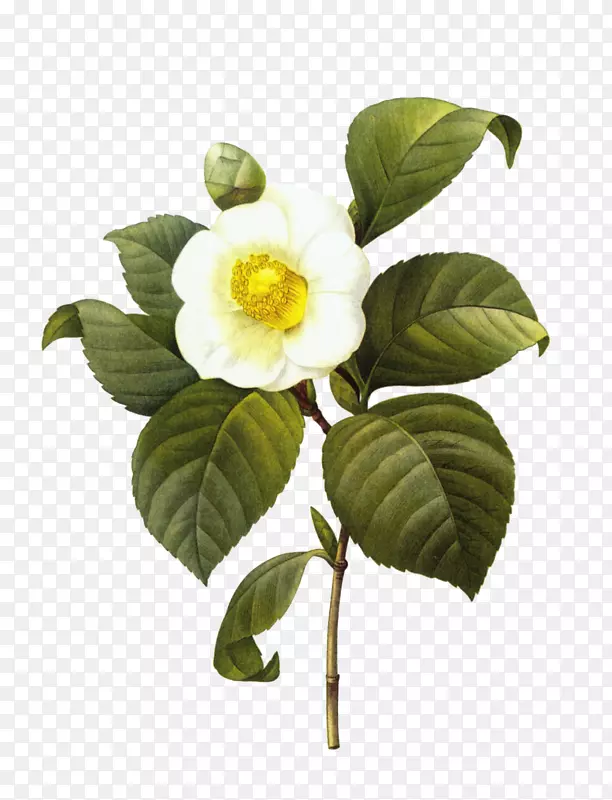 ɽ���ֲ��-������