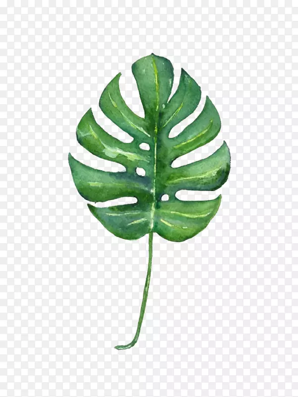 ˮ����Ҷ-������