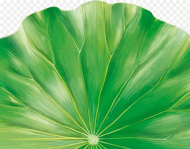 ˮ�ʺ�Ҷ����ʸ��ͼ-������