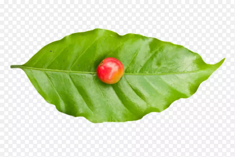 һ�����쿧�ȹ�����Ҷ��-������