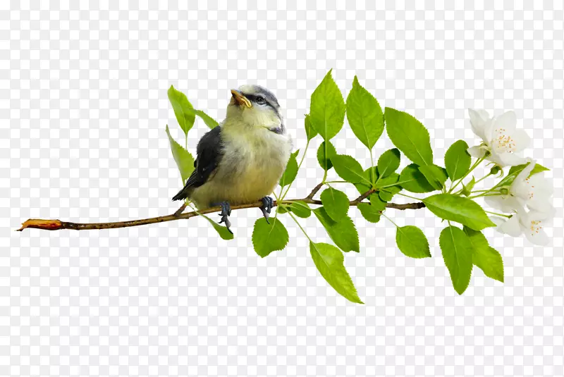 ��֦�ϵ�С��-������