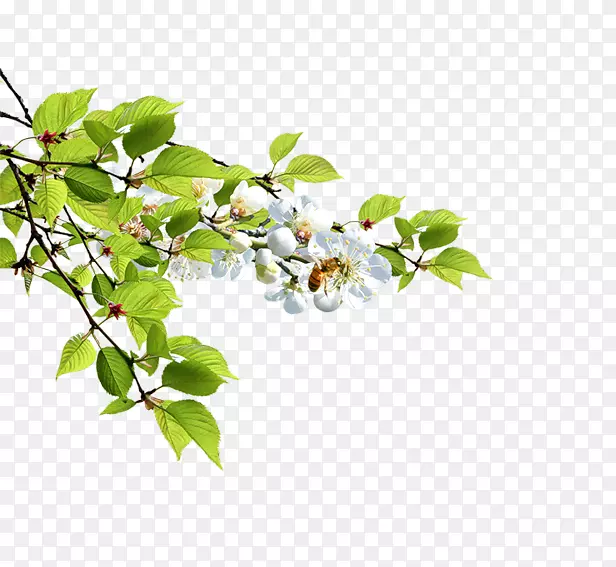 ��֦�ϵĻ���-������