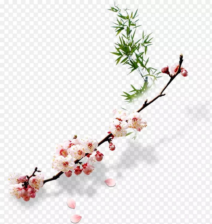 ��֦�ϵĻ���-������