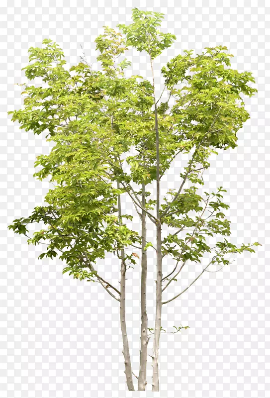 ��ɫ����-������