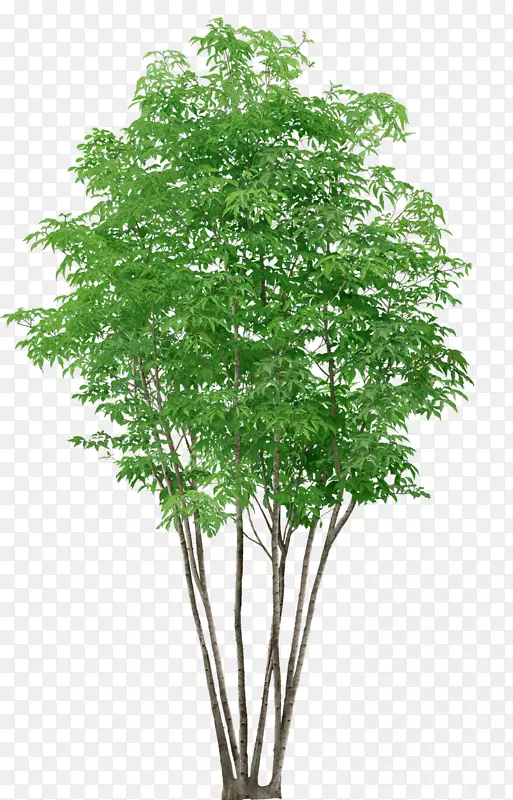 ��ɫ����-������