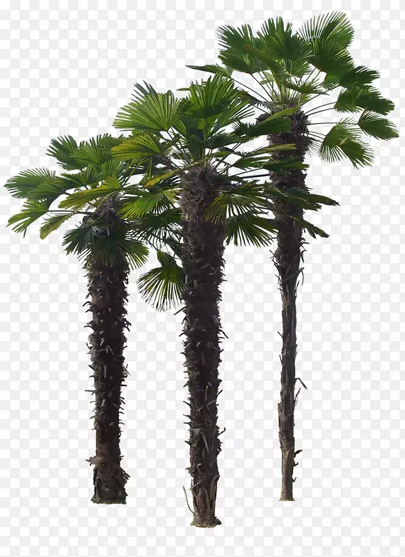 ��ï��-������