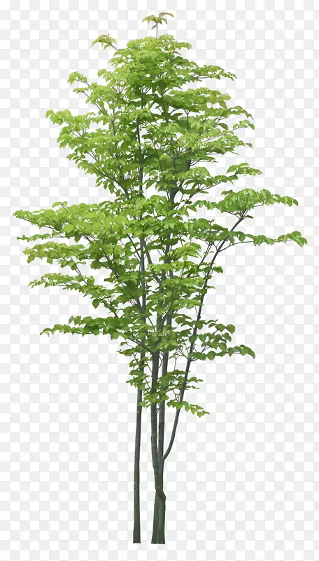 ��ï��-������