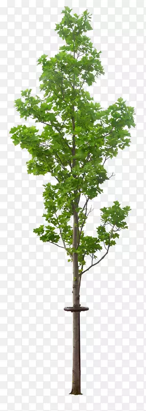 ��ï��-������