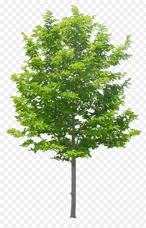 ��ï��-������