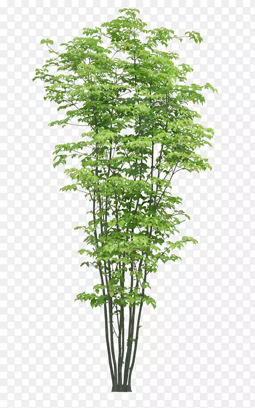 ��ï��-������