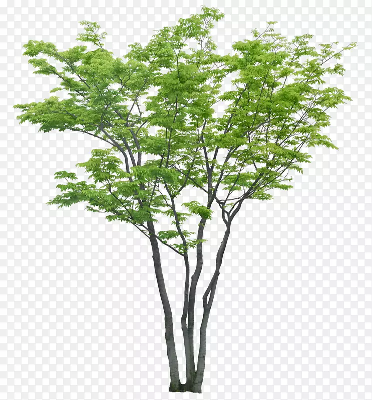 ��ï��-������