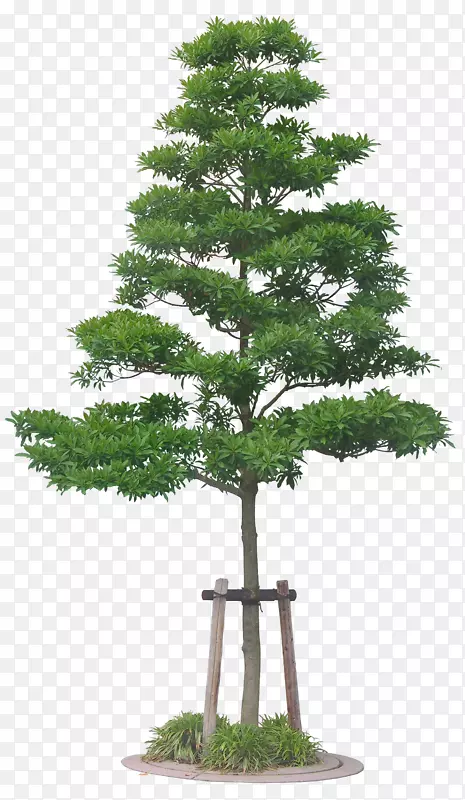 ��ï��-������