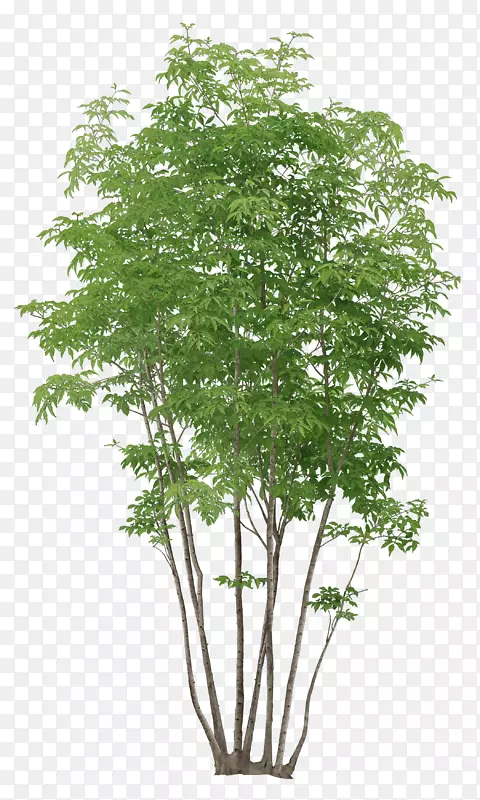 ��ï��-������