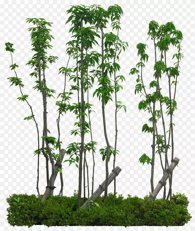 ��ï��-������