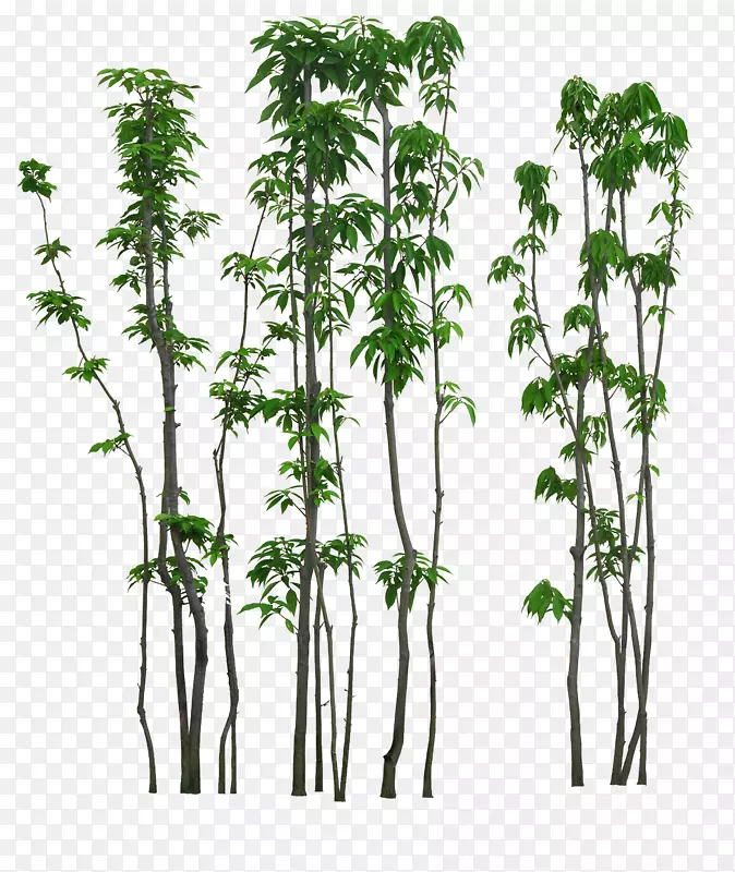 ��ï��-������