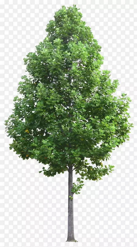 ��ï��-������