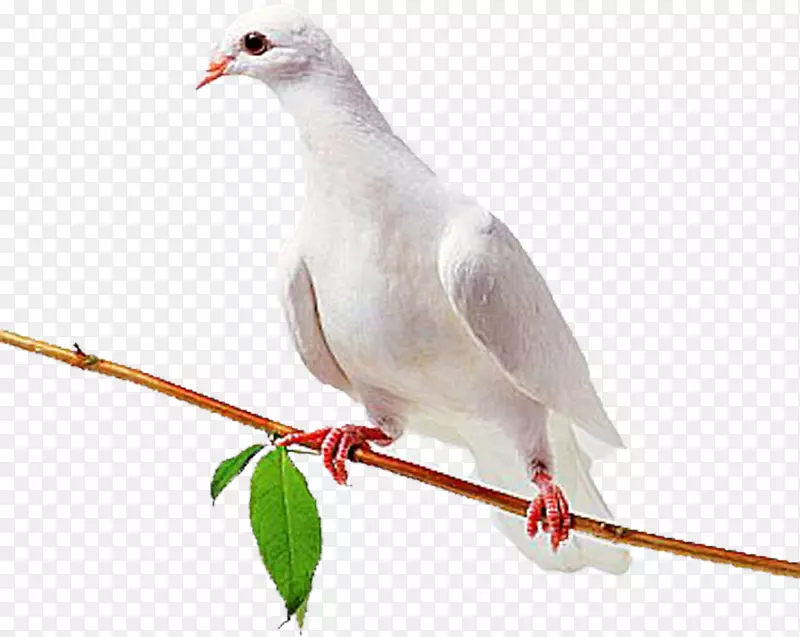 ��ƽ��-������