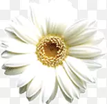 ��ɫ�ľջ�-������