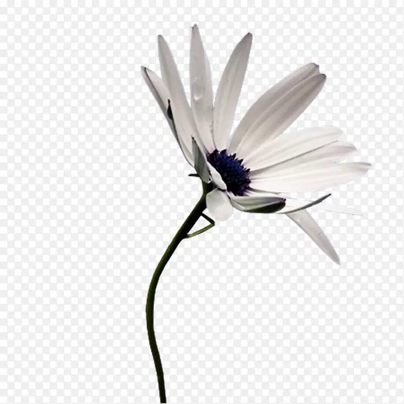 ��ɫ�ջ�-������