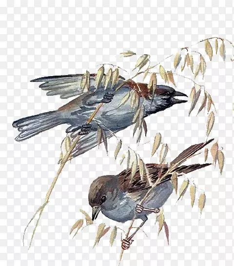 ��֦�ϵ�����-������