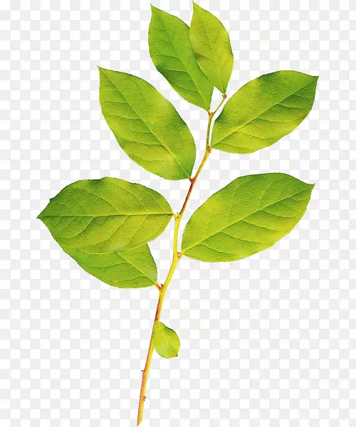 һ֦���̵���Ҷ-������