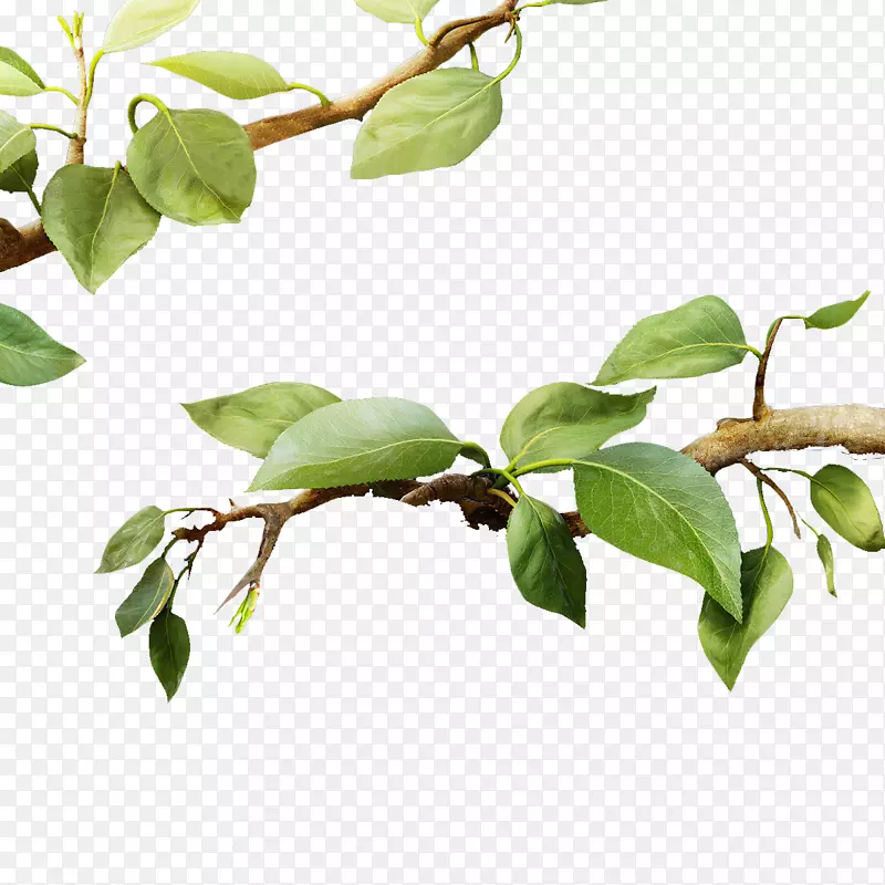 �������Ҷ-������