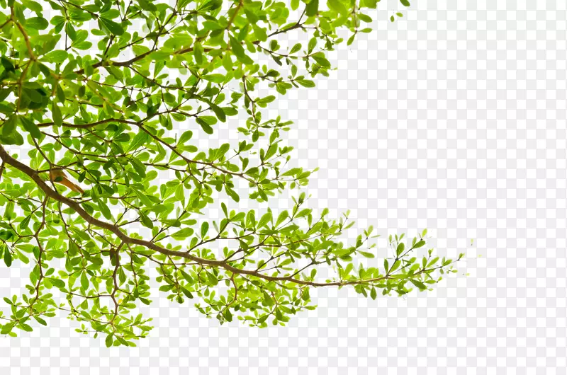 �������֦-������