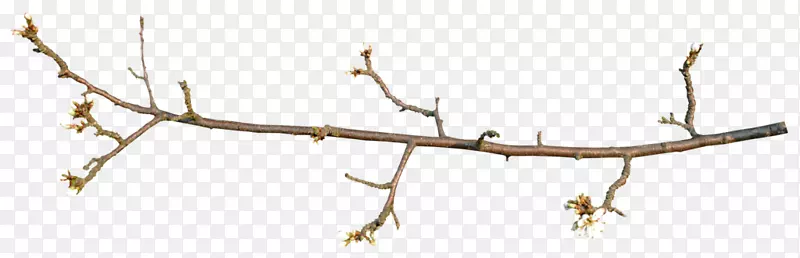 ����ϳɴ������֦-������