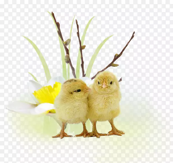 ��֦��С��-������