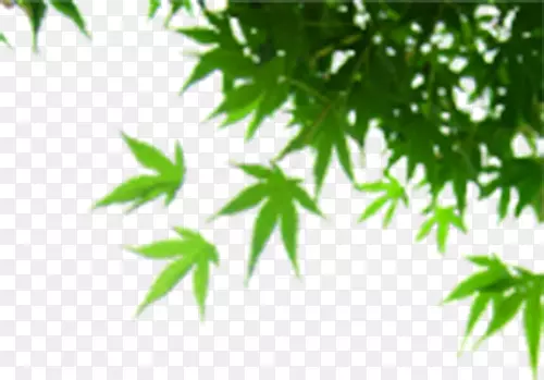 ��ɫ��֦��Ҷ-������